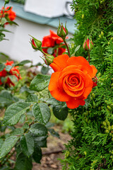 Wall Mural - Close up of rose flowers covered in raindrops. The background is lush and green. Orange rose grows in the garden.