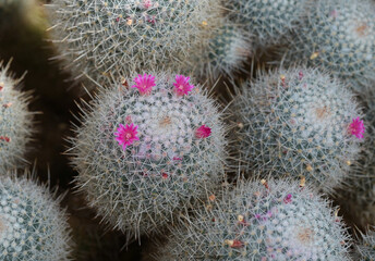 Sticker - Beautiful close-up of mammillaria geminispina