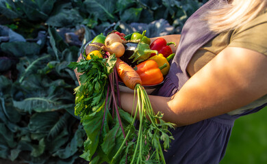 Wall Mural - female farmer holding a large plate with various fresh farm vegetables. Autumn harvest