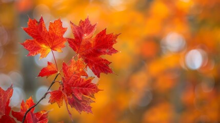 Poster - Red maple leaves contrast strikingly with a soft, blurred golden background, showcasing the beauty of autumn foliage in a serene outdoor setting