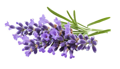 Lavender flowers isolated on white background