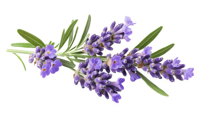 Lavender flowers isolated on white background