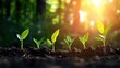 © TPS Studio - Young Green Plants Growing in Soil with Sunlight in a Forest Background