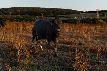 cows in a field