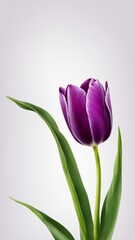 Sticker - purple tulip flower