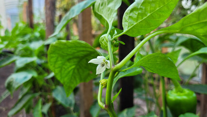 Close up of bell pepper bush with flower in the open ground on a garden bed in a greenhouse. Lush green pepper fruit on a blurred background. Sustainable agricultural practices, harvesting, gardening