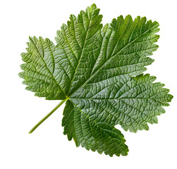 Poster - Currant leaf isolated on transparent background