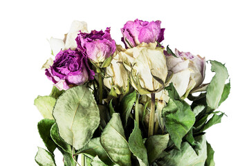 Sticker - Dried roses isolated