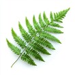 © Elina Graphic Stock - Close up of Green leaves of fern on an isolated white background