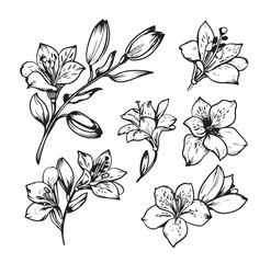 Sticker - Vector collection of hand drawn plants. Botanical set of sketch flowers, leaves and branches. Alstroemeria hand drawn black and white set.