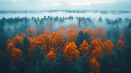 Poster - A breathtaking aerial perspective reveals a lush forest with vibrant orange and green trees shrouded in mist at dawn