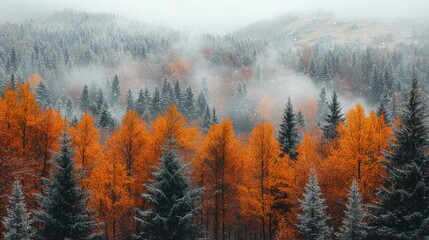 Aufkleber - Misty fog surrounds beautiful autumn foliage, blending orange and green trees in a serene, tranquil forest
