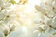 © Kamil - White Magnolia Blossoms with Blurred Background