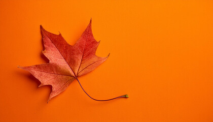 Aufkleber - Vibrant Autumn Maple Leaf on Solid Orange Background, Capturing the Warmth of Fall with Striking Contrast and Minimalist Design. Banner Poster Background Wallpaper With Copy Space