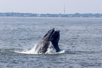 Sticker - humpback whale breech 