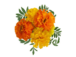 Marigolds yellow and orange flowers with green leaves isolated on white background