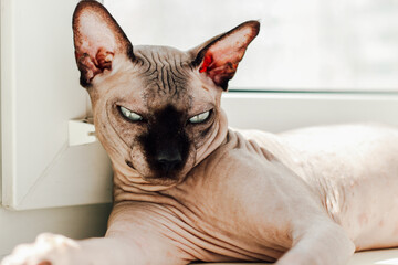 Canadian hairless sphynx cat portrait close-up