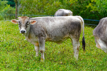 Herd of gray horned cows on meadow breed Rätisches Grauvieh on a rainy summer noon at Swiss City of Zürich. Photo taken August 17th, 2024, Zurich, Switzerland.