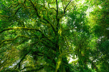 Wall Mural - looking up view of tree trunk to green leaves of tree in forest with sun light. fresh environment in