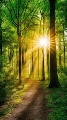 Serene green forest with sunlight shining through trees, creating a peaceful atmosphere and natural beauty, perfect for nature, tranquility, and outdoor scenery concepts