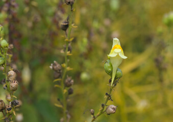 Poster - Beautiful close-up of linaria vulgaris