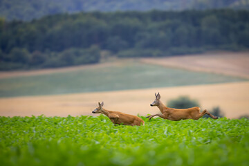 roe deer, capreolus capreolus, couple copulating. wild animal reproducing. mating behaviour during r