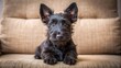 © Man888 - Adorable Scottish Terrier puppy with fluffy black coat and cute facial expression sits on a cozy couch, looking directly at the camera with big brown eyes.