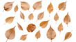 © Meesunal - dry leaves white background. Telephoto lens photography Realistic daylight