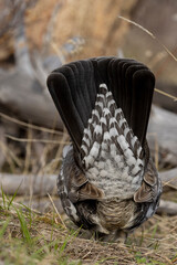 Canvas Print - Spruce Grouse in Springtime in Yellowstone National Park Wyoming