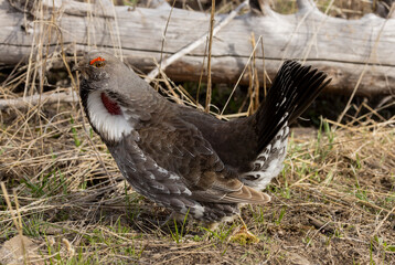 Canvas Print - Spruce Grouse in Springtime in Yellowstone National Park Wyoming