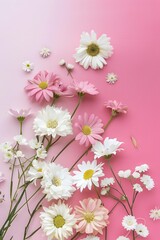 Wall Mural - Pink and White Daisies Flowers on a Pink Background