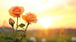 © bteeranan - Orange roses, vibrant tones, focus on, warm and lively, Double exposure silhouette with sunset