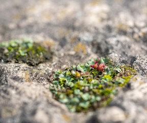 moss on the rock