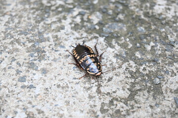 Cockroach are a paraphyletic group of insects belonging to Blattodea. Its other name roaches. It is a house insects. These are found in almost all the houses. 
