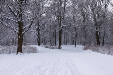  Snow-covered trees line a winding road through a winter wonderland in the park