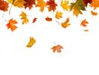 © Medard - Autumn leaves falling isolated on transparent or white background