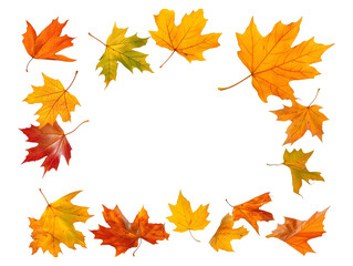 Wall Mural - autumn maple leaf frame, colorful fall foliage border isolated on transparent or white background