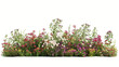 Side View of a Bush of Flowers on White Background.