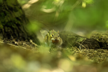 Wall Mural - the eastern chipmunk (tamias striatus) in the park.
