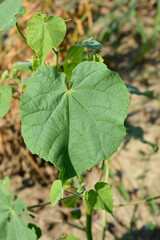 Wall Mural - Velvetleaf leaves