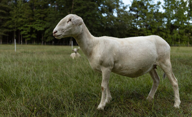 Wall Mural - White sheep standing in its paddock