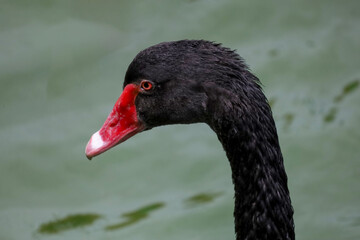 Wall Mural - Close up head black swan in the river