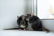 © Natalia - Two black rats on the windowsill