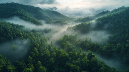 Poster - Early morning mist blankets vibrant green hills, creating a tranquil and enchanting atmosphere in nature's embrace