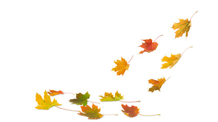 Wall Mural - falling autumn maple multicolored leaves cut out