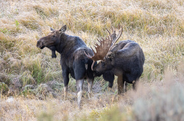 Sticker - Bull and Cow Moose in the Rut in Autumn in Wyoming