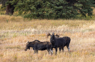 Canvas Print - Bull and Cow Moose in the Rut in Autumn in Wyoming