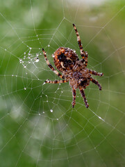 spider in a web on a blurred natural green background. selective focus. high-quality photo close-up 