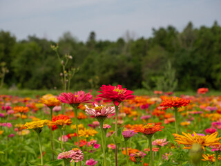 Wall Mural - Flowers Growing in a Garden