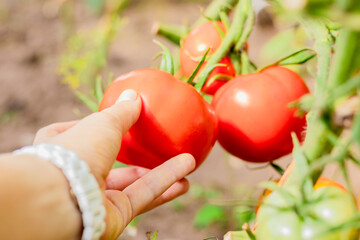 A hand holds a ripe, vibrant tomato, showcasing the freshness of garden produce and natures bounty